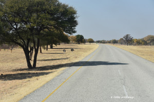 Entlang des Kalahari Highways 